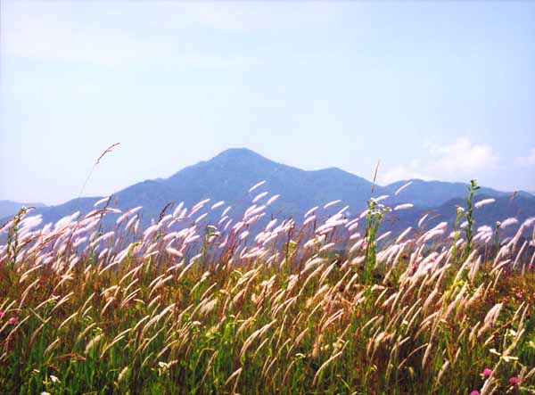 124阿島堤防茅越-田中澄子.jpg