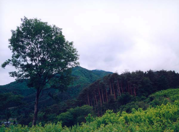 055北林明　柏原霊園.jpg