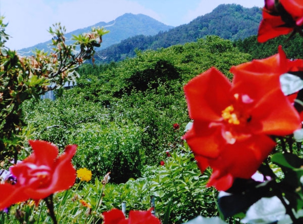 062山澤恵美子　座光寺.jpg