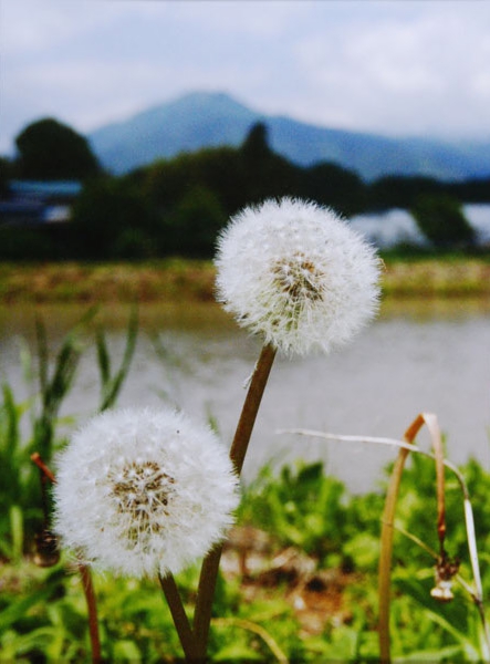 09-056川手柳路上郷飯沼.jpg