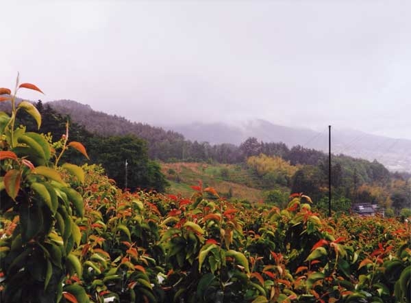 2011-182中島逍遙_北方大原に.jpg