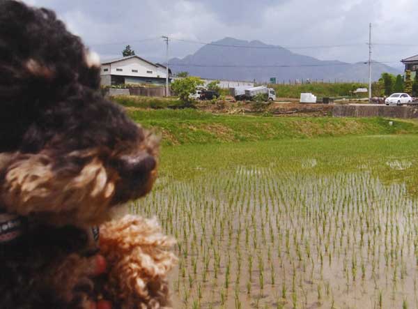 2012-279椎名利雄_三日市場.jpg