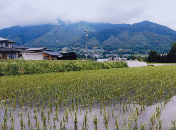 2017-120近藤純治北方（真慶寺ちかくの田んぼ）.jpg